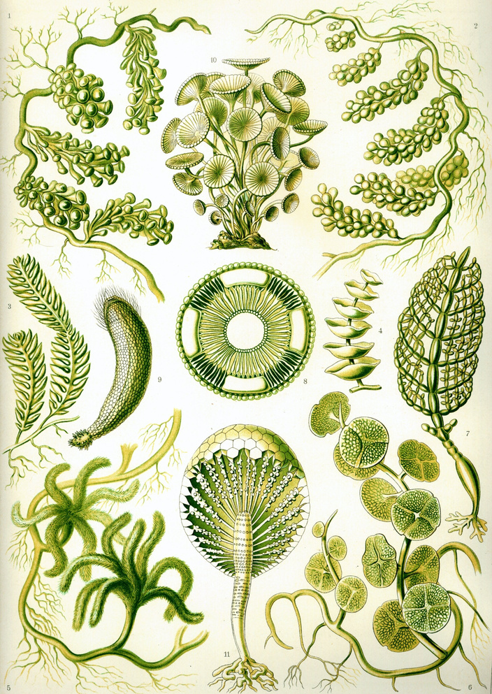 Algae Illustration