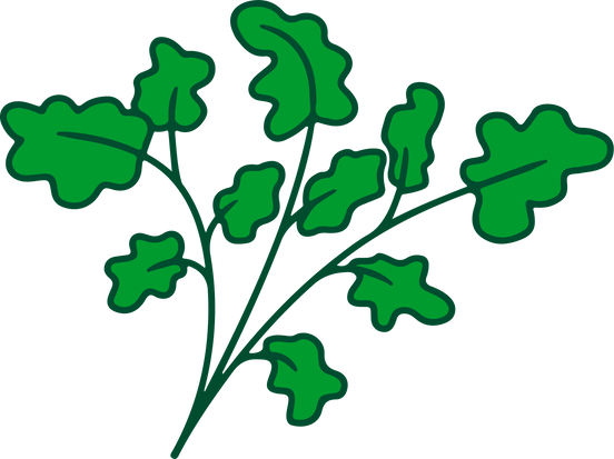 Hand Drawn Parsley